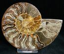 Polished Ammonite Pair With Crystal Pockets #11792-2